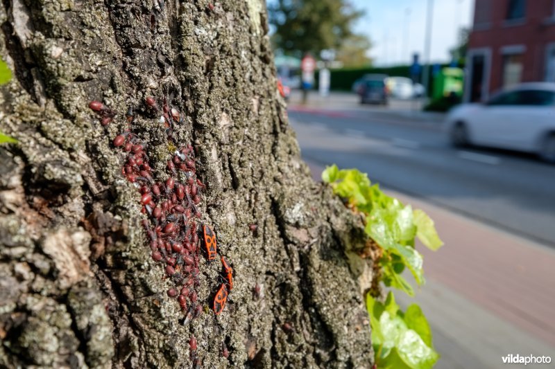Lindenspitskoppen en Vuurwantsen