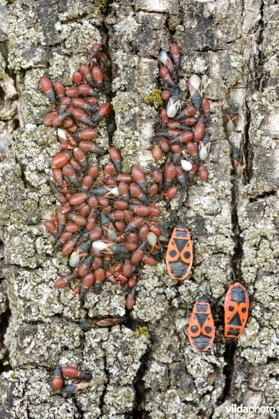 Lindenspitskoppen en Vuurwantsen