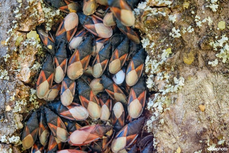 Massale groep Lindenspitskoppen