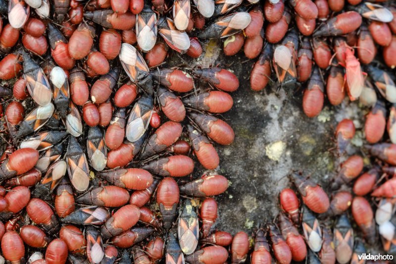 Massale groep Lindenspitskoppen