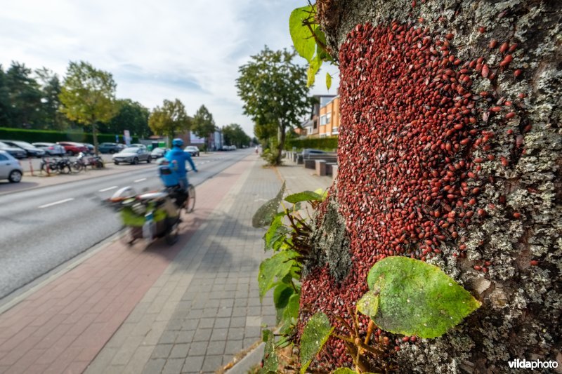 Massale groep Lindenspitskoppen