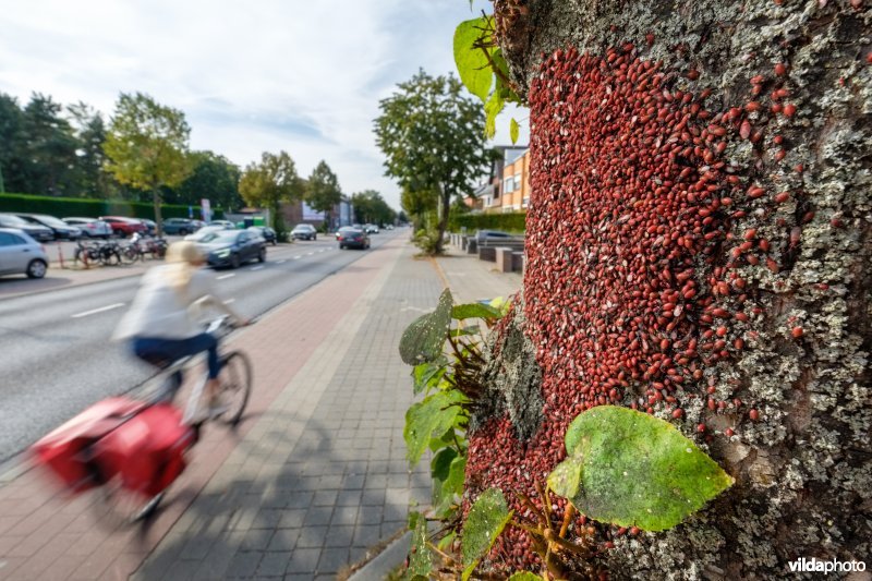 Massale groep Lindenspitskoppen