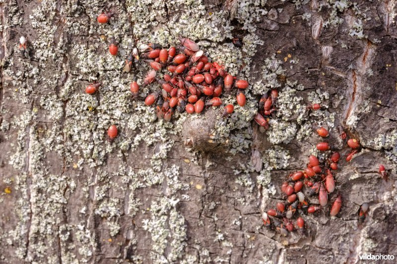 Massale groep Lindenspitskoppen