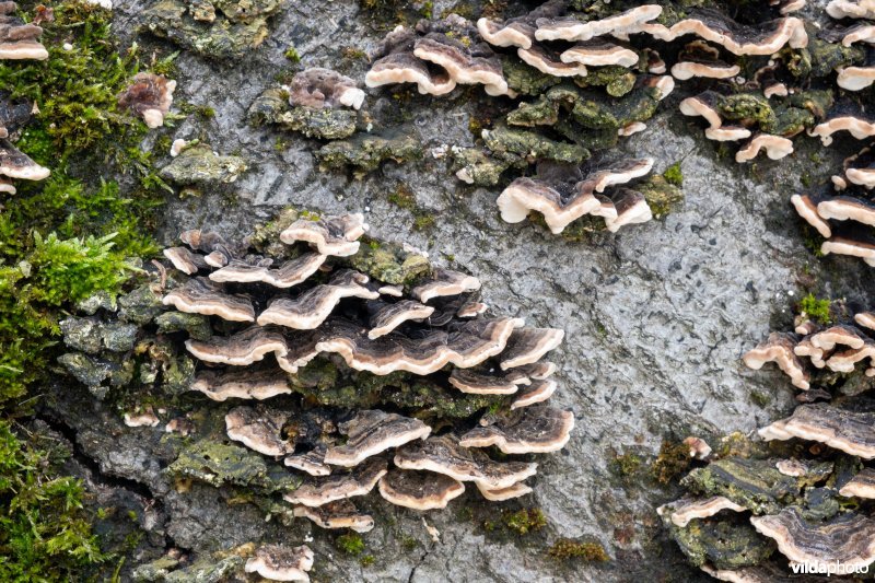 Paddenstoelen op een dode beuk