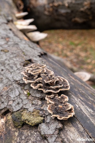 Paddenstoelen op een dode beuk