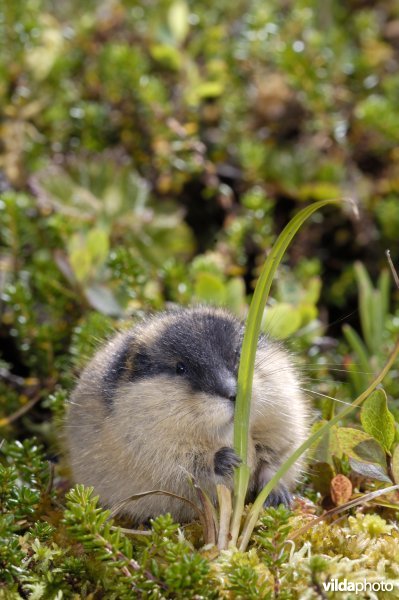 Lemming