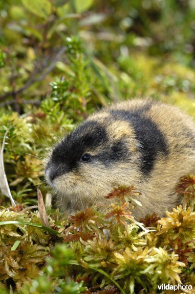 Lemming