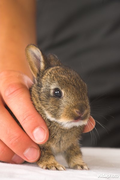 Konijntje in het dierenasiel