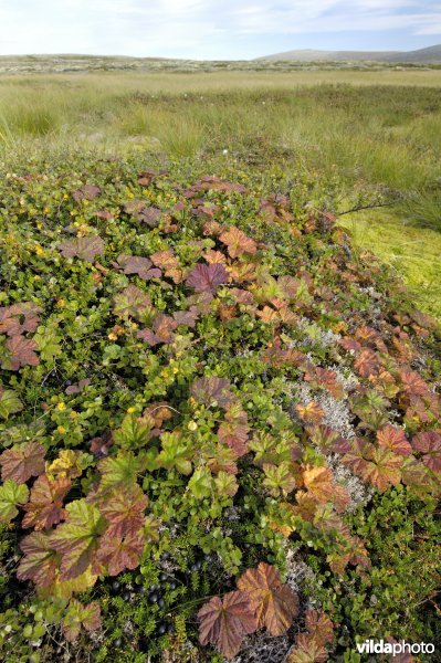 Kruipbraam of bergframboos