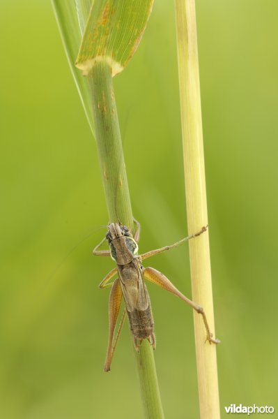 Greppelsprinkhaan