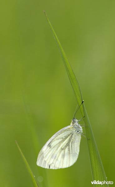 Klein geaderd witje