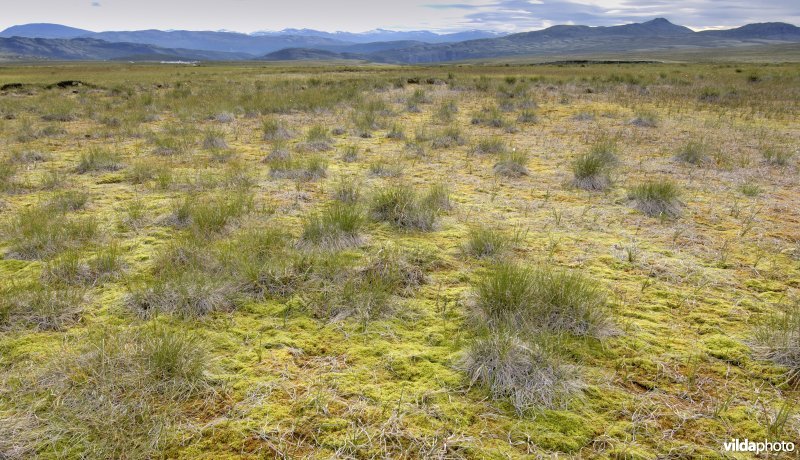 Veenmoeras op Rondane, Noorwegen