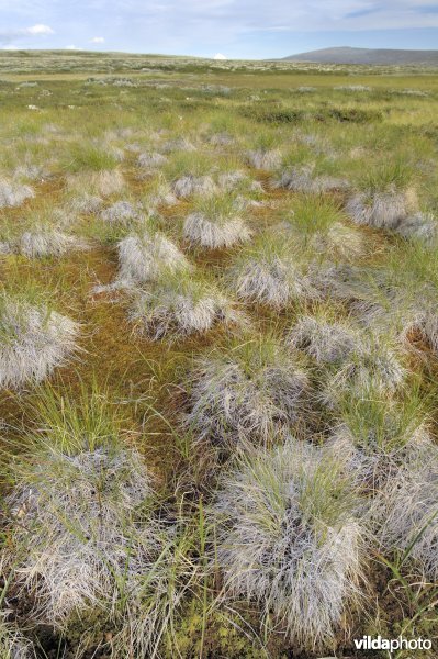 Veenmoeras op Rondane, Noorwegen