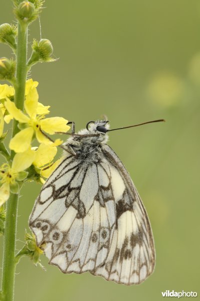 Dambordje op agrimonie