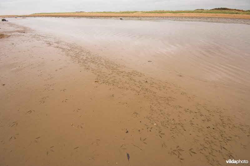 Pootafdrukken in de modder