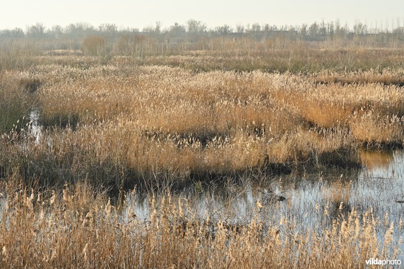 Groot Schoor in Hamme