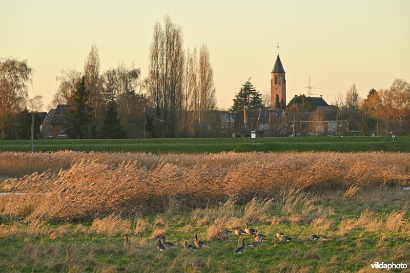 Polder van Lier