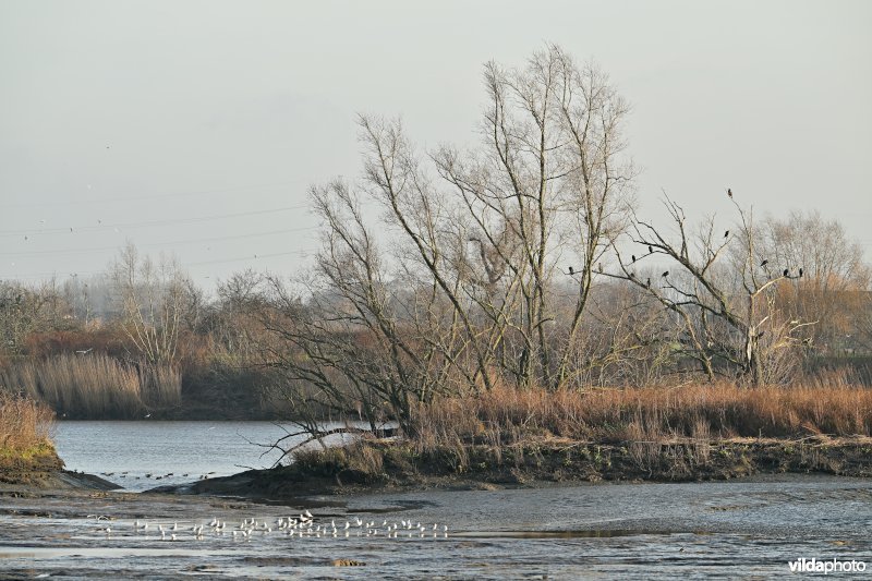 Groot Schoor in Hamme