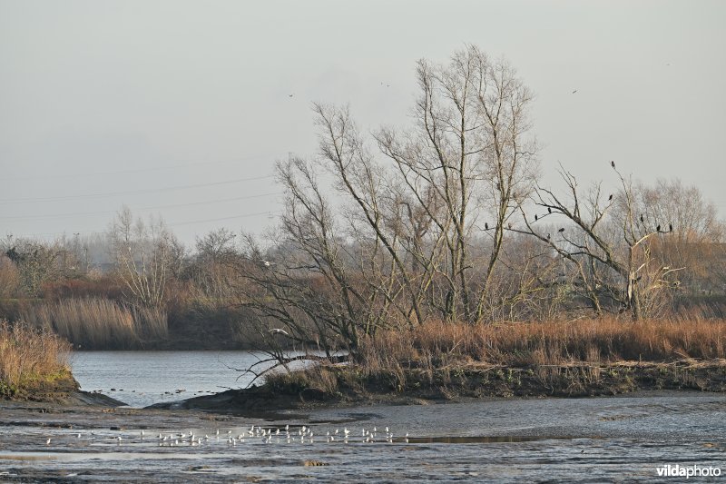 Groot Schoor in Hamme