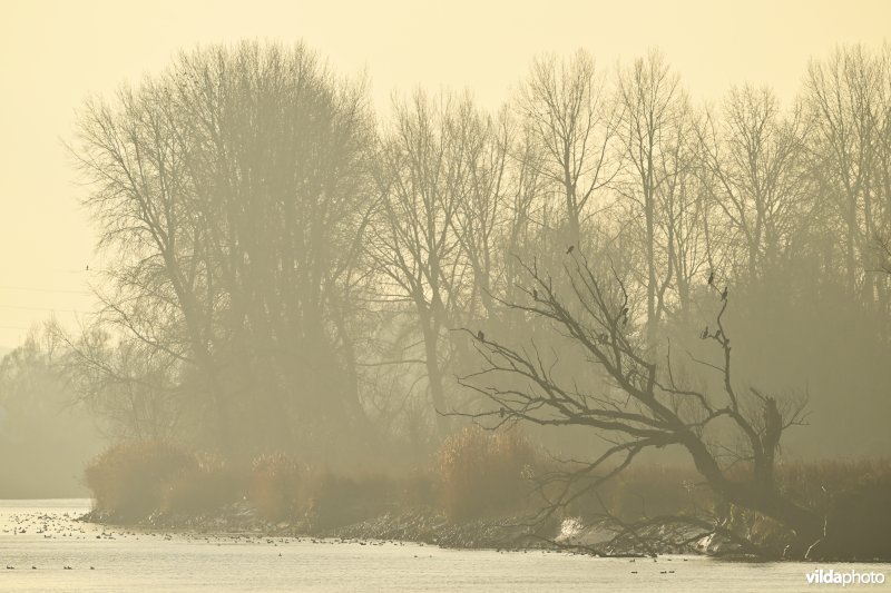 Schelde aan het Groot Schoor in Hamme