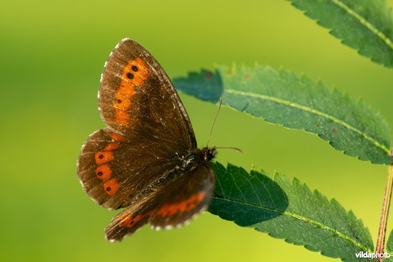 Boserebia