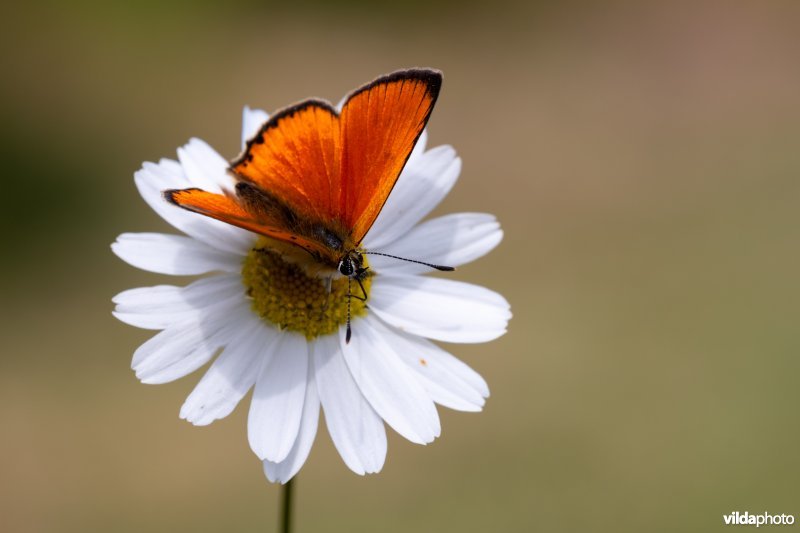 Morgenrood op Margriet