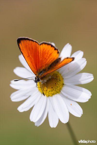 Morgenrood op Margriet