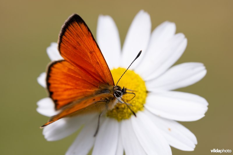 Morgenrood op Margriet