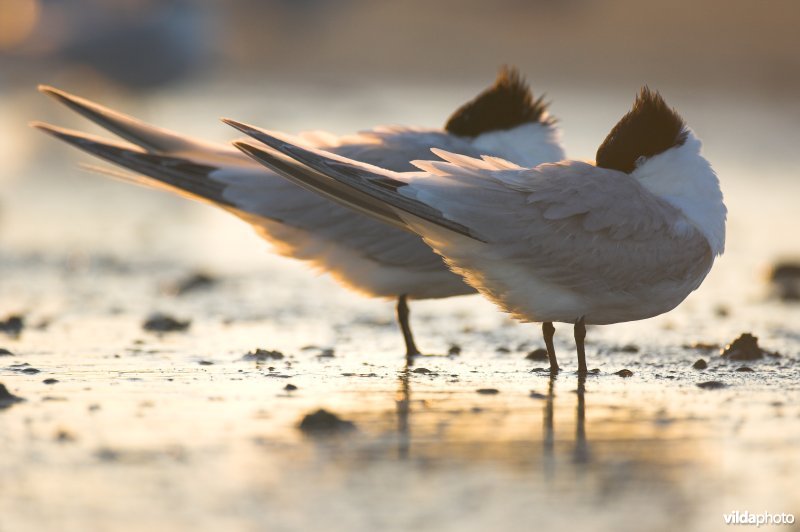 Slapende Grote sterns op het strand