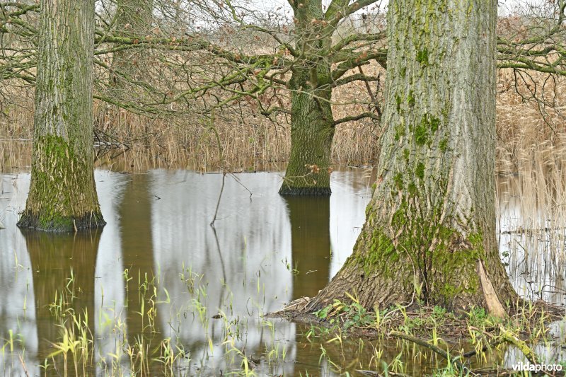 Demervallei: Kloosterbeemden