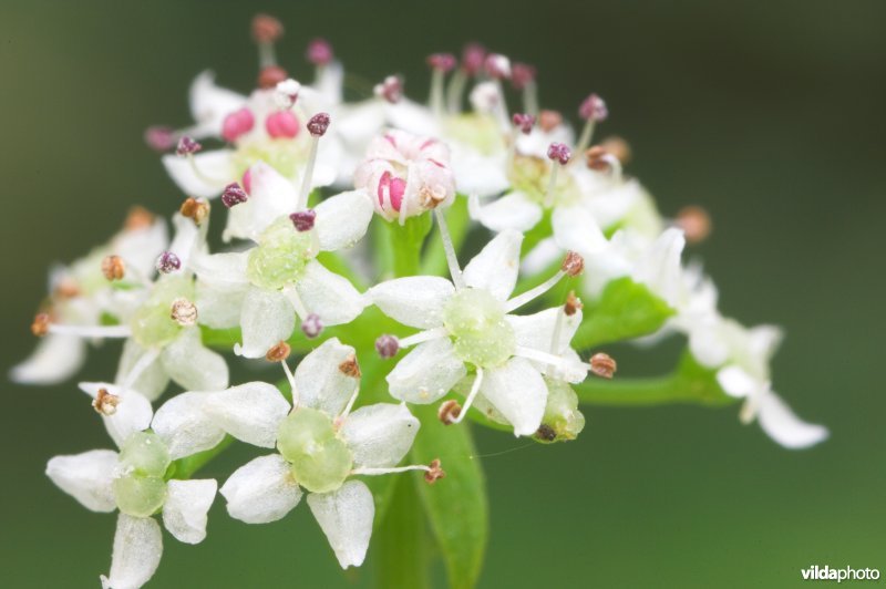 Bloemetjes van Kruipend moerasscherm
