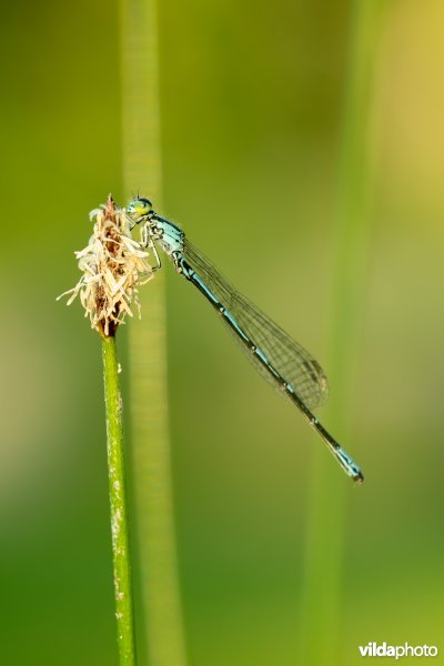 Noordse waterjuffer