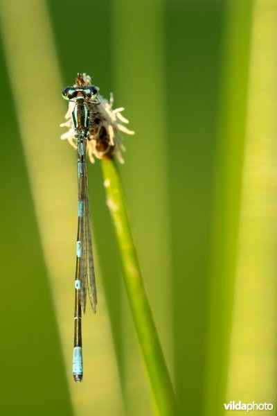 Noordse waterjuffer