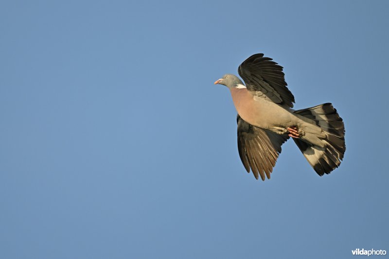 Houtduif in golvende baltsvlucht