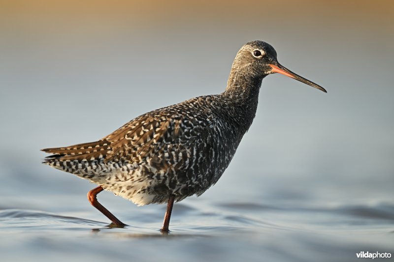 Zwarte ruiter