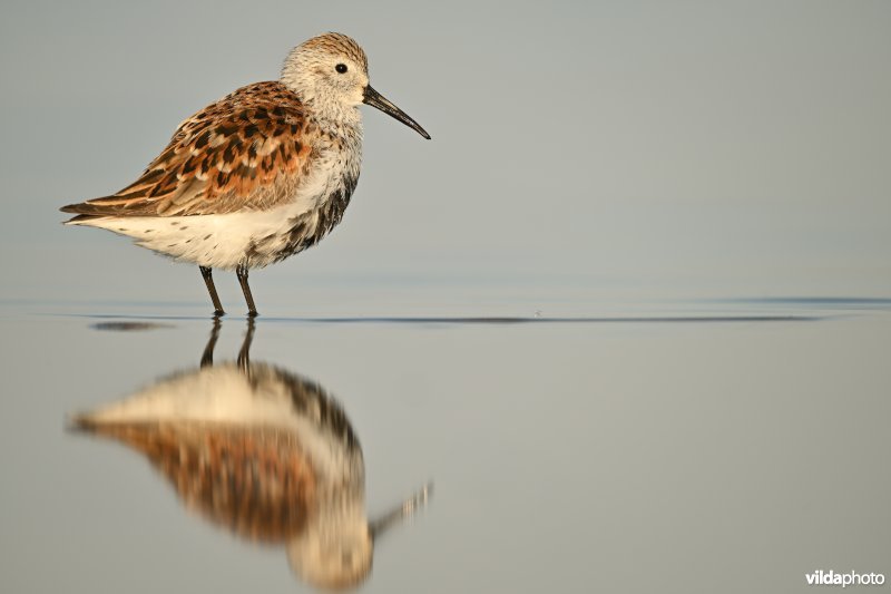 Bonte strandloper