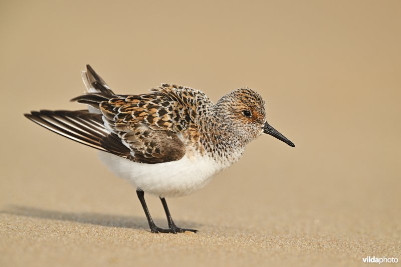 Drieteenstrandloper in zomerkleed