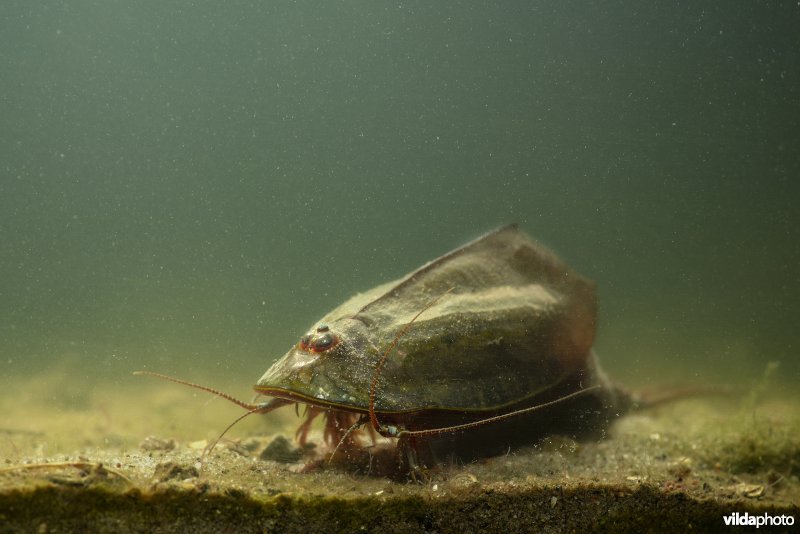 Leem-kieuwpootkreeft