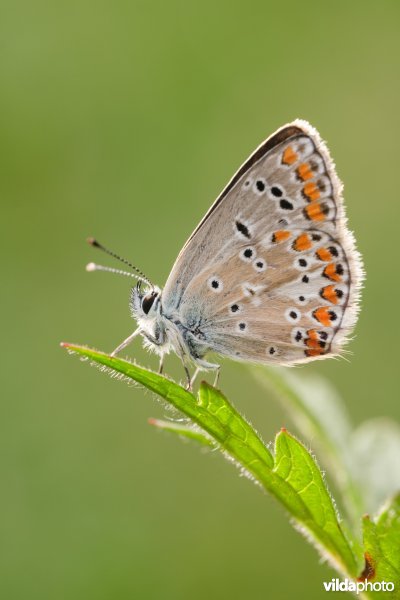 Vals bruin blauwtje