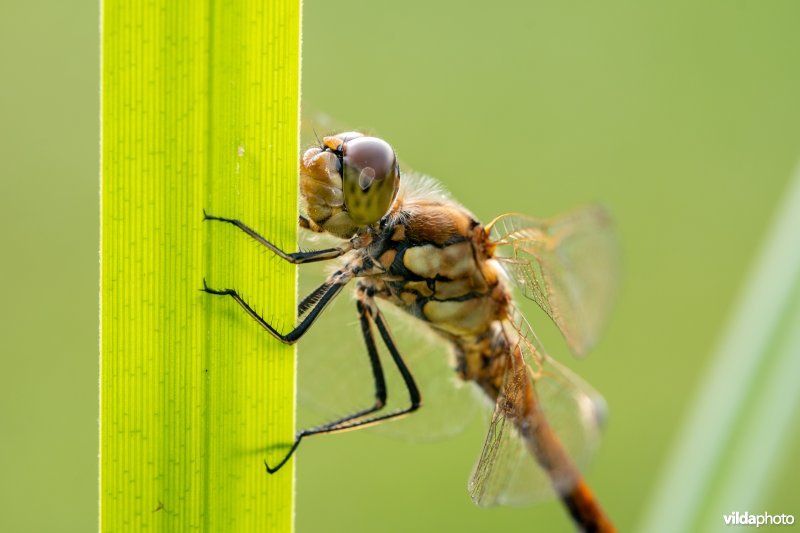 Steenrode heidelibel