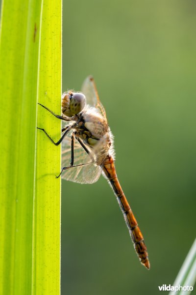 Steenrode heidelibel