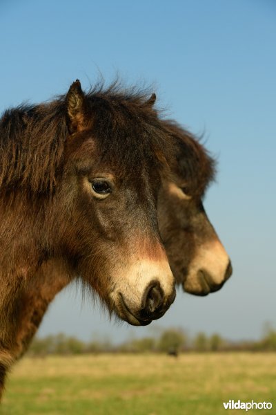 Exmoor pony