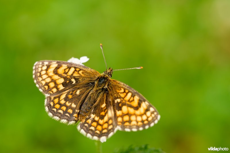 Zuidelijke bosparelmoervlinder 
