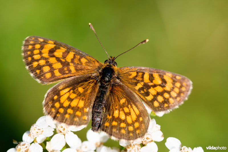 Zuidelijke bosparelmoervlinder 