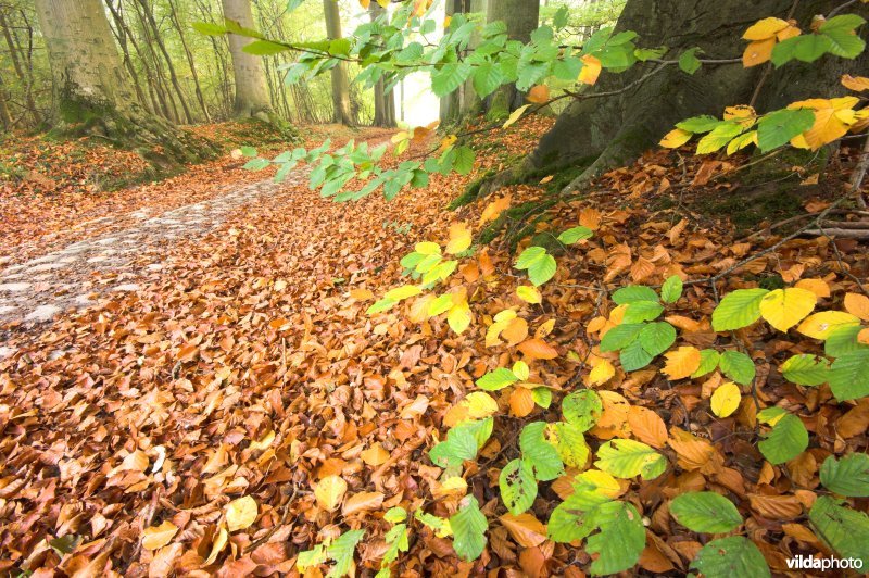 Bosreservaat Meerdaalwoud