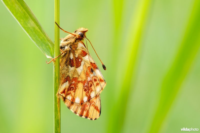 Herdersparelmoervlinder