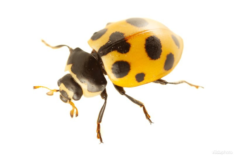 Berglieveheersbeestje