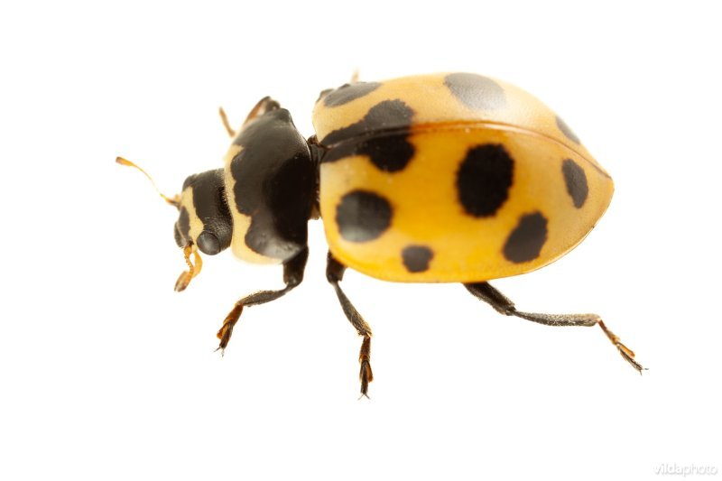 Berglieveheersbeestje