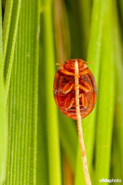 Vierentwintigstippelig lieveheersbeestje