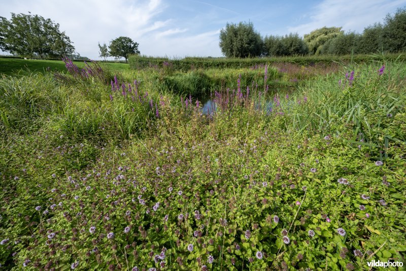 Watermunt